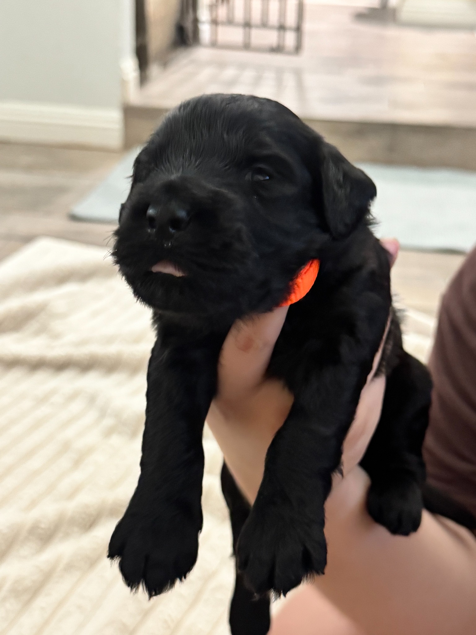 Orange Boy Giant Schnoodle puppy